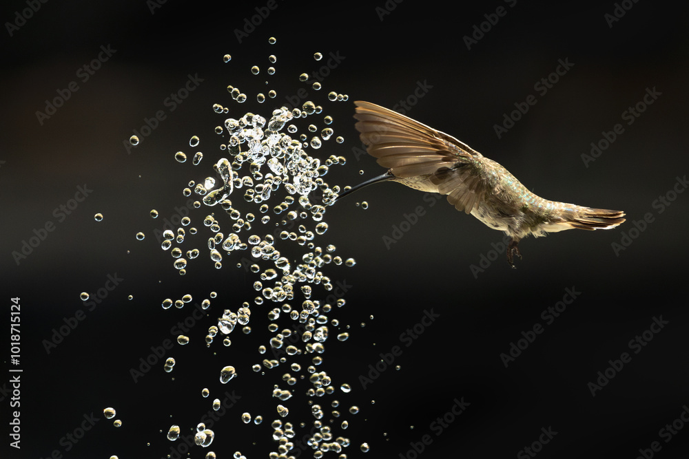 Naklejka premium Anna's hummingbird (Calypte anna) Enjoying the Water Fountain Drops.