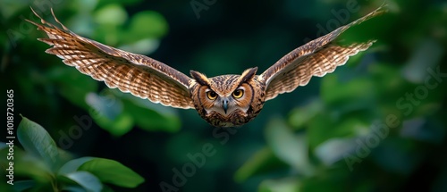  A tight shot of an owl in flight, wings fully extended, eyes fixed and wide open