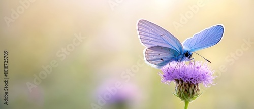 A blue butterfly atop a purple flower, surrounded by a field of similar blooms Background softly blurred