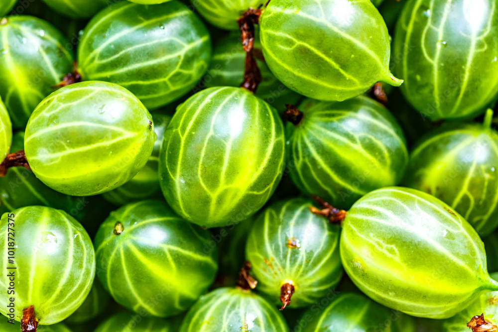Green Organic Berries Gooseberries.Berries gooseberry close-up. Background from gooseberries.Harvest concept. Vegetarian food.Top view, Green Organic Berries Gooseberries.Berries gooseberry close-up. Background from gooseberries.Harvest concept. Vegetarian food.Top view,