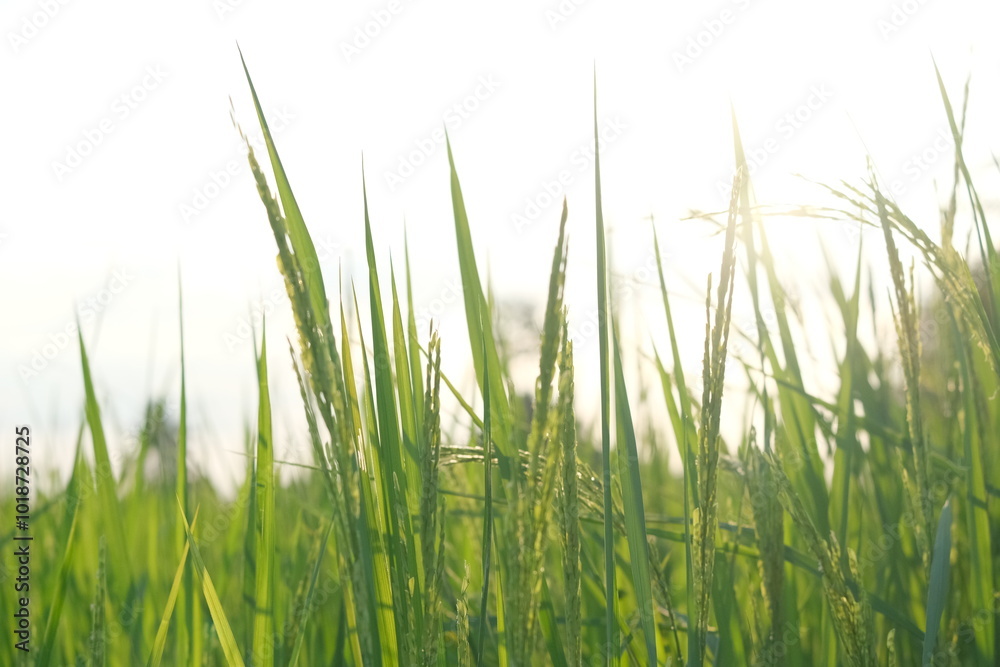 Rice plants and sunlight Rice plants and sunlight