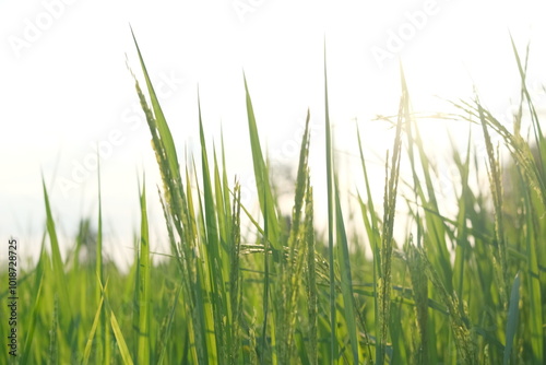 Rice plants and sunlight