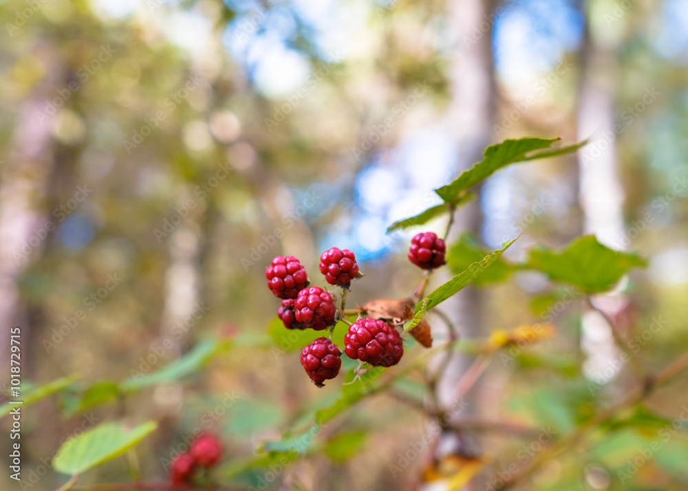 Close-up of red blackberries on a forest bush. Close-up of red blackberries on a forest bush.
