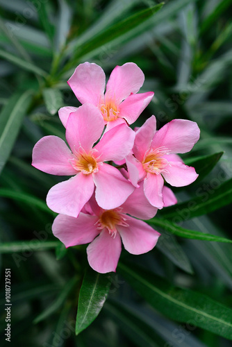 pink flower