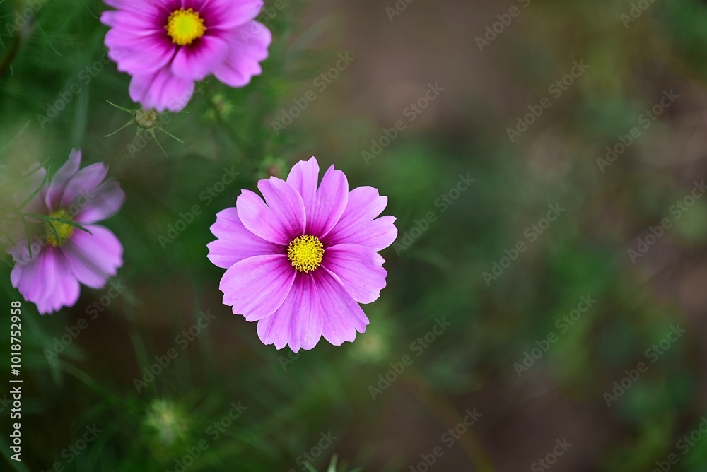 Fototapeta premium Cosmos ‘Gloria’ (Cosmos bipinnatus)
