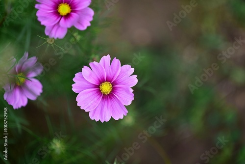 Cosmos ‘Gloria’
(Cosmos bipinnatus)
