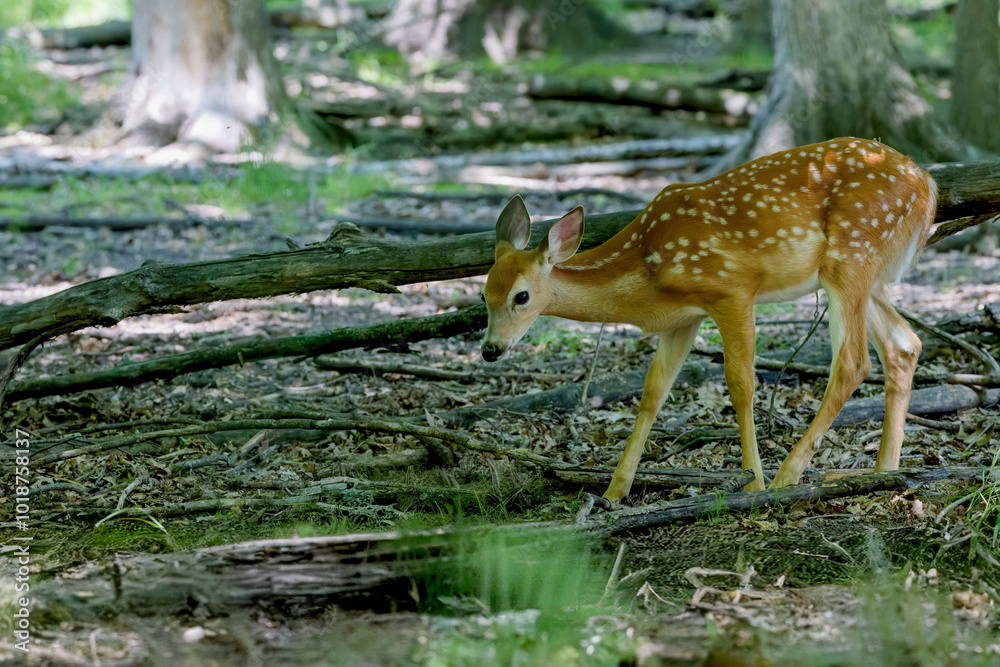 Fawn white-tailed deer in the forest
