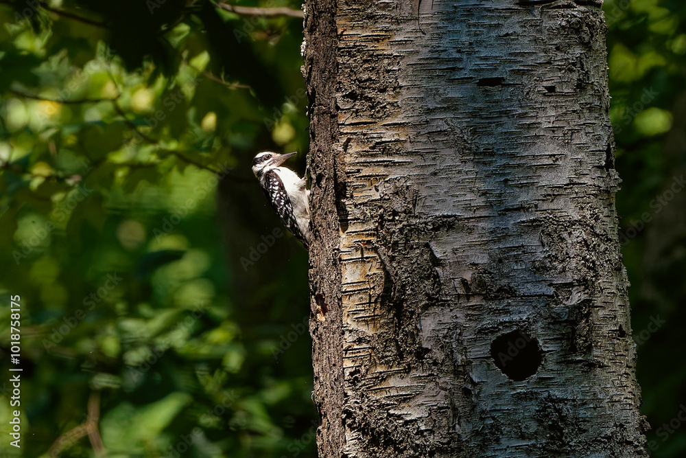 Obraz premium The hairy woodpecker (Leuconotopicus villosus). Natural scene from Wisconsin state park