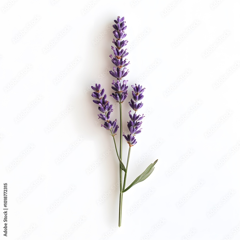 A Single Lavender Stem with Multiple Flower Spikes Against a White Background A Single Lavender Stem with Multiple Flower Spikes Against a White Background