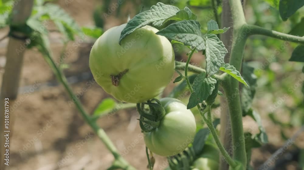 organic green tomatoes on branch, close up organic green tomatoes on branch, close up