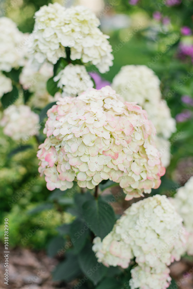 White pink paniculate hydrangea flower Framboisine in the garden White pink paniculate hydrangea flower Framboisine in the garden
