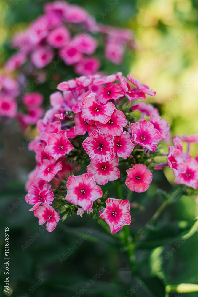 Pink Red flowers panicle phlox Stars and Stripes in garden Pink Red flowers panicle phlox Stars and Stripes in garden