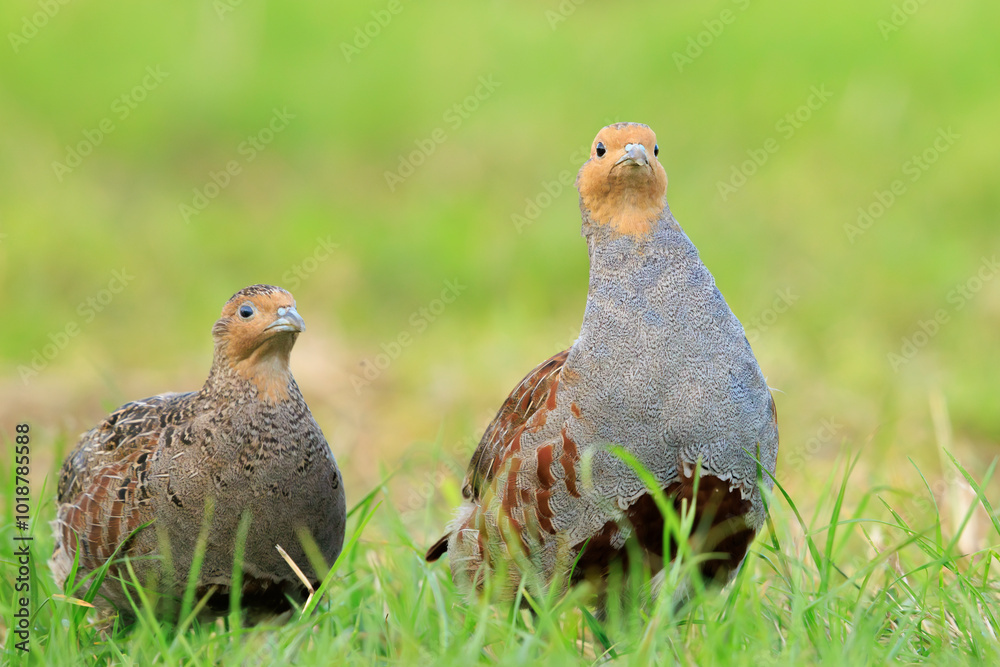 Grey partridge Perdix perdix, foraging Grey partridge Perdix perdix, foraging