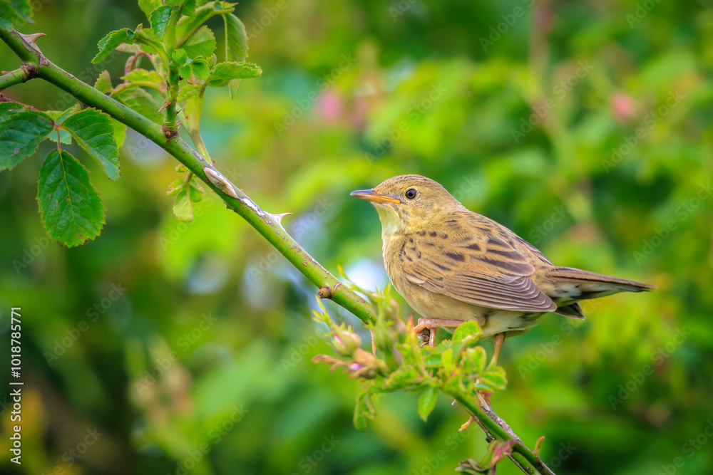 Singing Common Grasshopper warbler bird Locustella naevia in search for a mate during spring season Singing Common Grasshopper warbler bird Locustella naevia in search for a mate during spring season