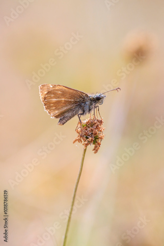 Mallow skipper, carcharodus alceae, butterfly perched in a meadow