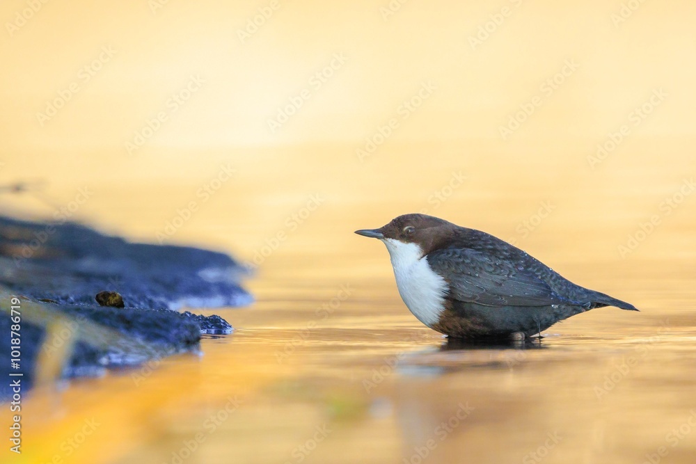 Fototapeta premium Northern white-throated dipper, cinclus cinclus cinclus, foraging in water