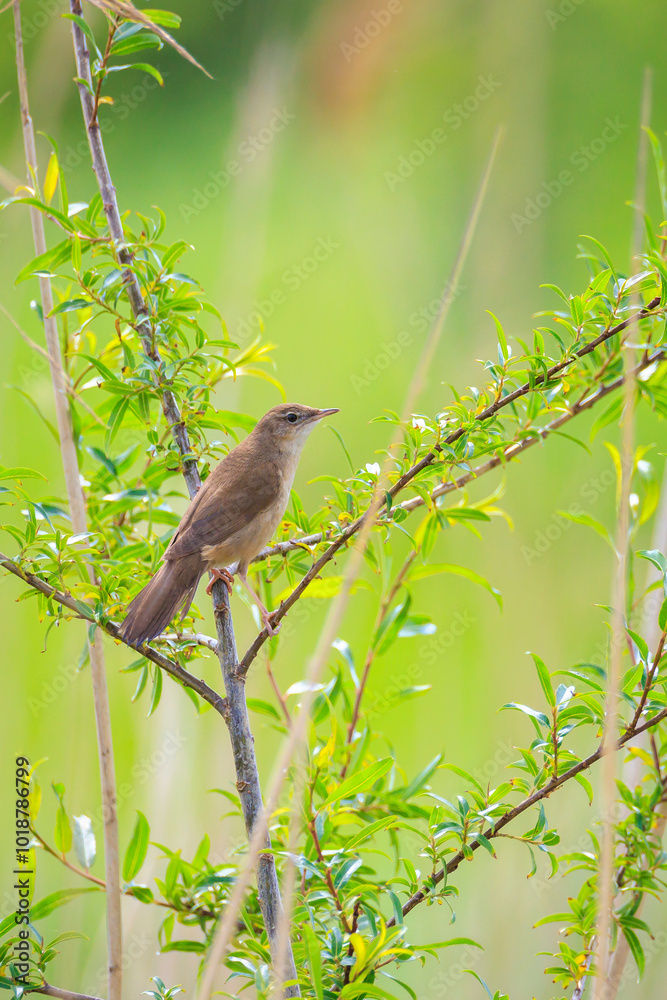 Savi's warbler, Locustella luscinioides, singing Savi's warbler, Locustella luscinioides, singing