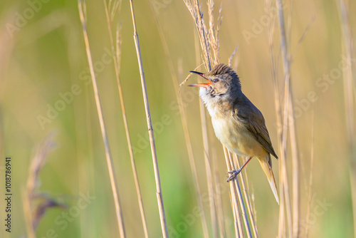 Close up of a great reed warbler, acrocephalus arundinaceus, bird singing in reeds photo