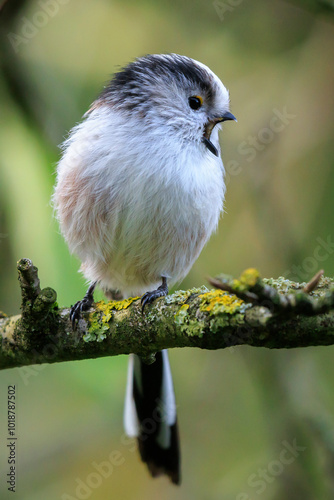 Closeup of a long-tailed tit or long-tailed bushtit, Aegithalos caudatus, bird foraging in a forest