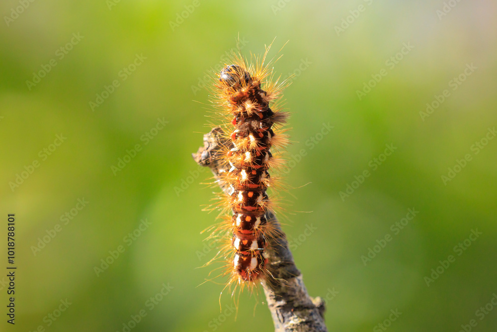Closeup of a caterpillar or larva of a Acronicta rumicis, the knot grass moth Closeup of a caterpillar or larva of a Acronicta rumicis, the knot grass moth