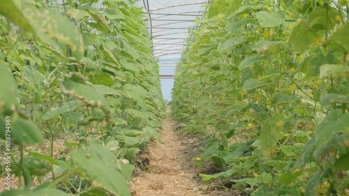 Organic vegetables are regularly planted in the greenhouse
