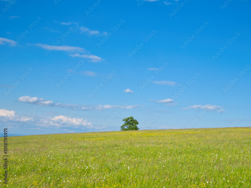 Green meadow at spring daylight Green meadow at spring daylight