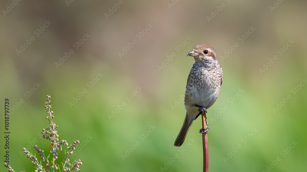 Red-backed shrike female - Lanius collurio Red-backed shrike female - Lanius collurio