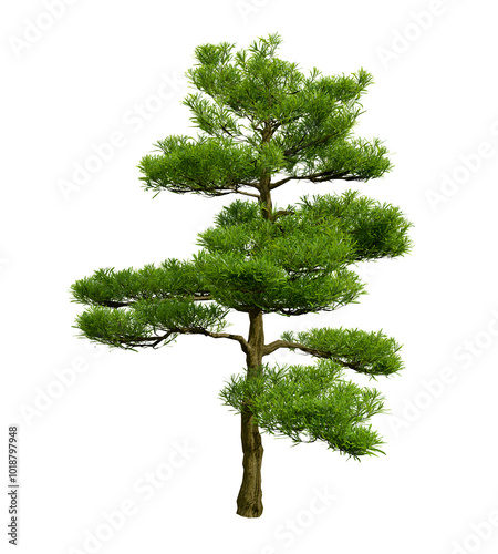 Podocarpus macrophyllus or yew plum pine or Buddhist pine isolated on transparent background. Ideal for composition. Nature concept. 3d illustration. photo