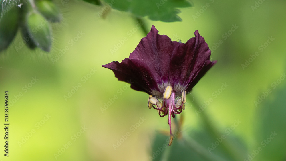 Dusky crane's-bill, Mourning widow - Geranium phaeum Dusky crane's-bill, Mourning widow - Geranium phaeum