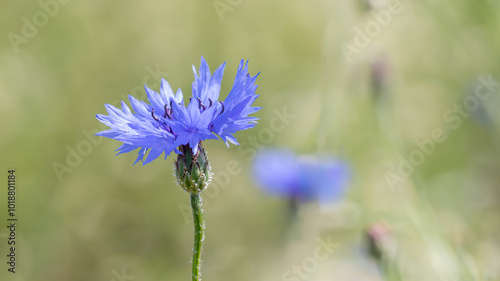 Purple Cornflower - Centaurea cyanus