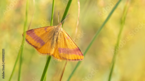  Purple-barred Yellow male moth - Lythria cruentaria