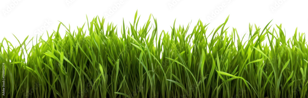 PNG Fresh green grass plant lawn white background. PNG Fresh green grass plant lawn white background.