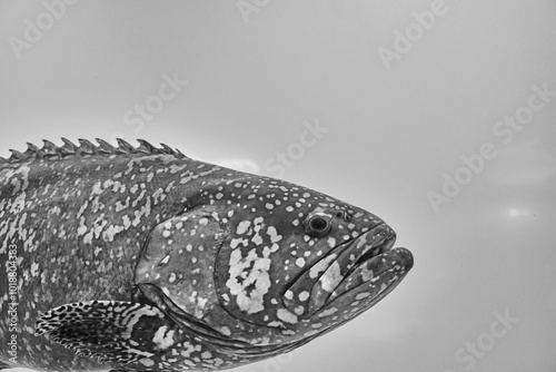 Close-up of big Rockfish photo