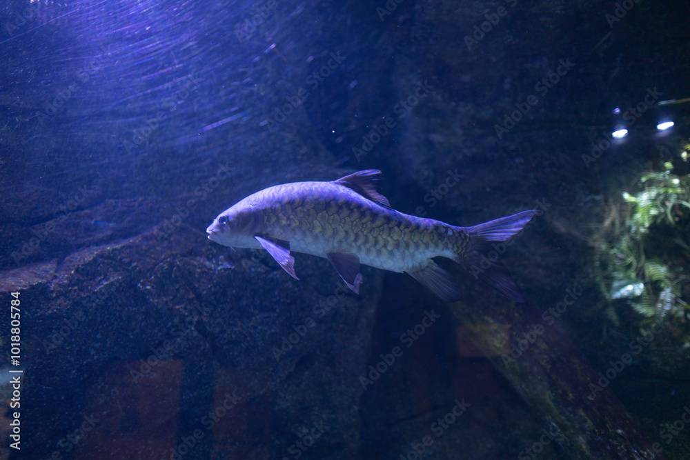 Naklejka premium Oceans sea aquarium underwater world with school of fish, shark , coral reef and anemone 