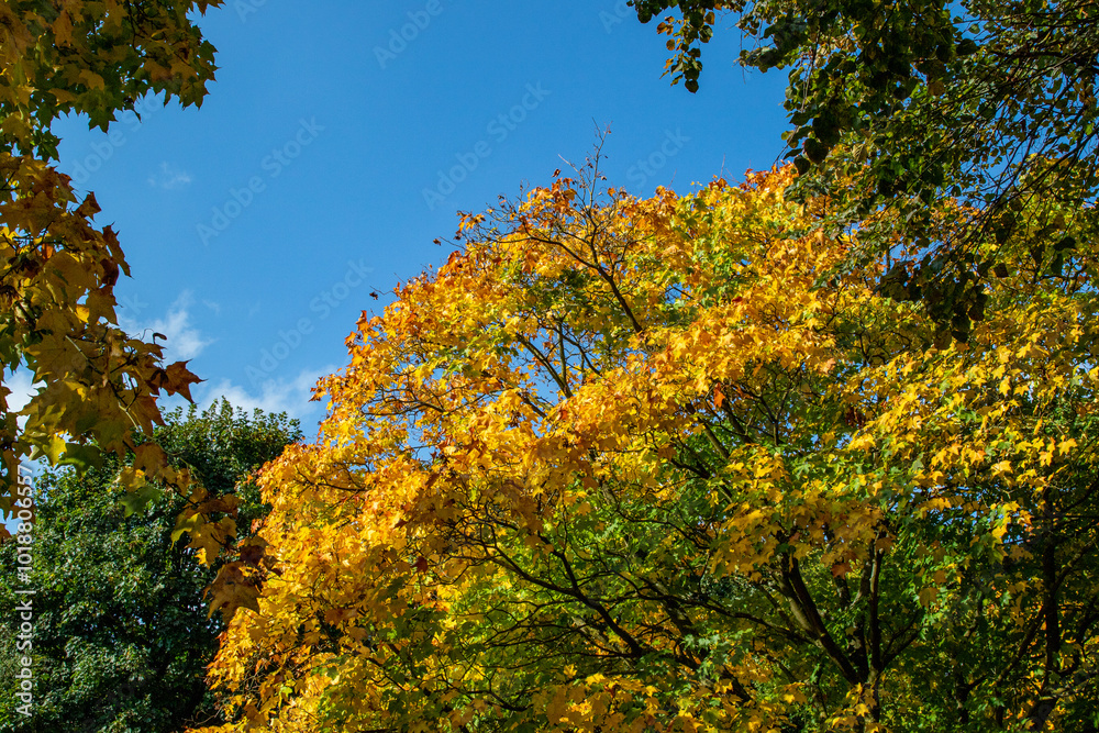 Vibrant Autumn Tree with Yellow Leaves Against Blue Sky Vibrant Autumn Tree with Yellow Leaves Against Blue Sky
