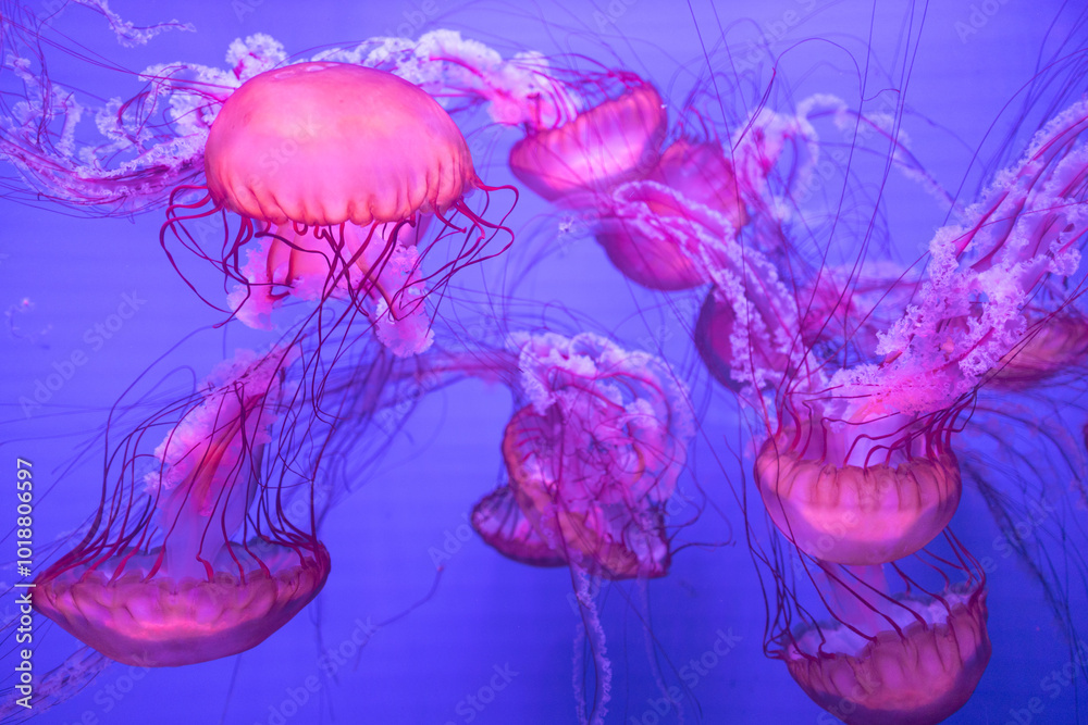 jelly fish with colorful light in the Oceans sea aquarium underwater world jelly fish with colorful light in the Oceans sea aquarium underwater world