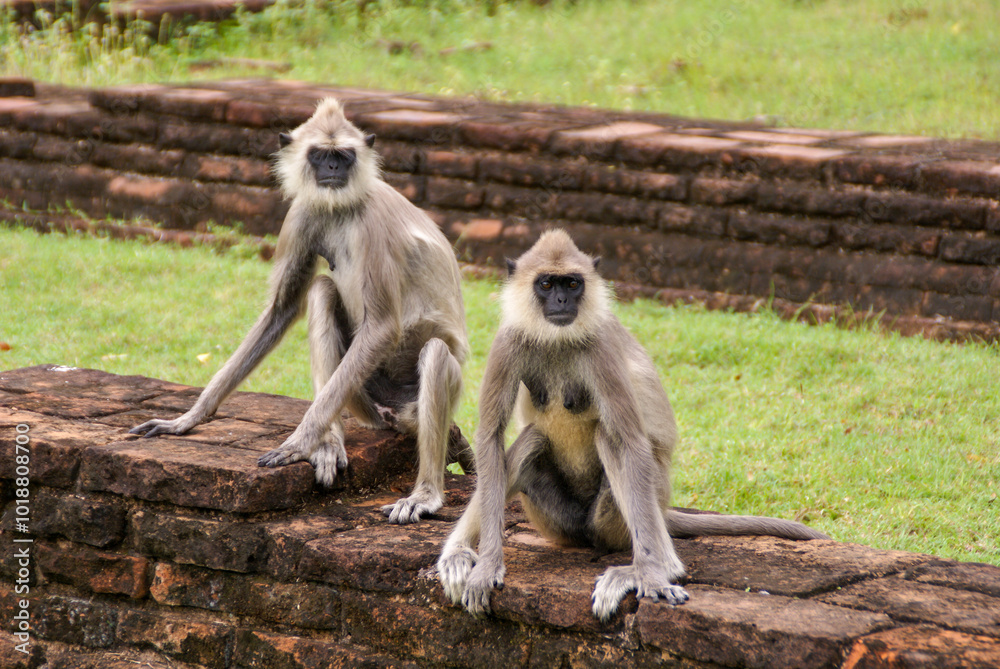 Obraz premium Sri Lanka | Asia