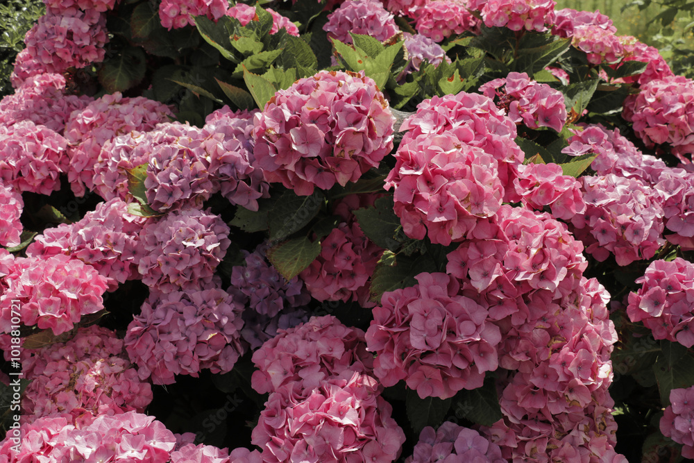 Hydrangea pink flower bush plant in summer. Hydrangea pink flower bush plant in summer.