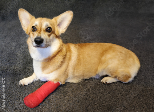 Cute Pembroke Welsh Corgi dog with a broken leg in cast lying on the floor, injured dog wallpaper