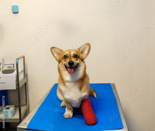 Cute Pembroke Welsh Corgi dog with a broken leg in cast lying on the veterinarian table, injured dog