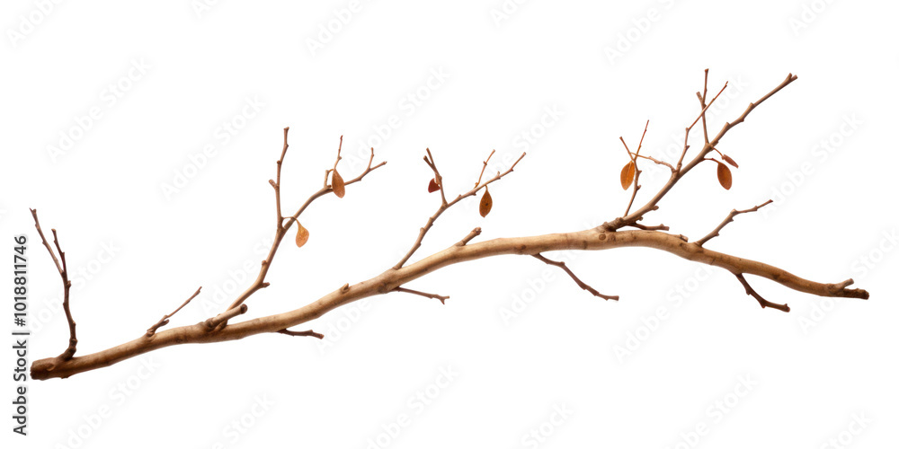 PNG Twig plant twig tree. PNG Twig plant twig tree.
