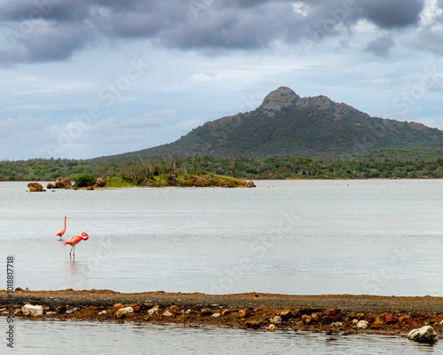 Bonaire, treasure of the Carribean photo