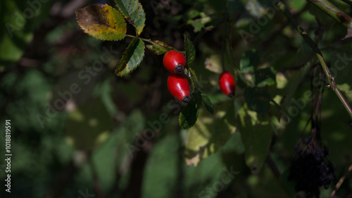 autumn colors, autumn garden inspiration, autumn harvest, berry, botanical illustration, botanical photography,