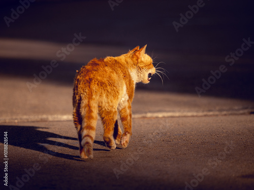 zaniedbany, bezpański kot potrzebujący pomocy