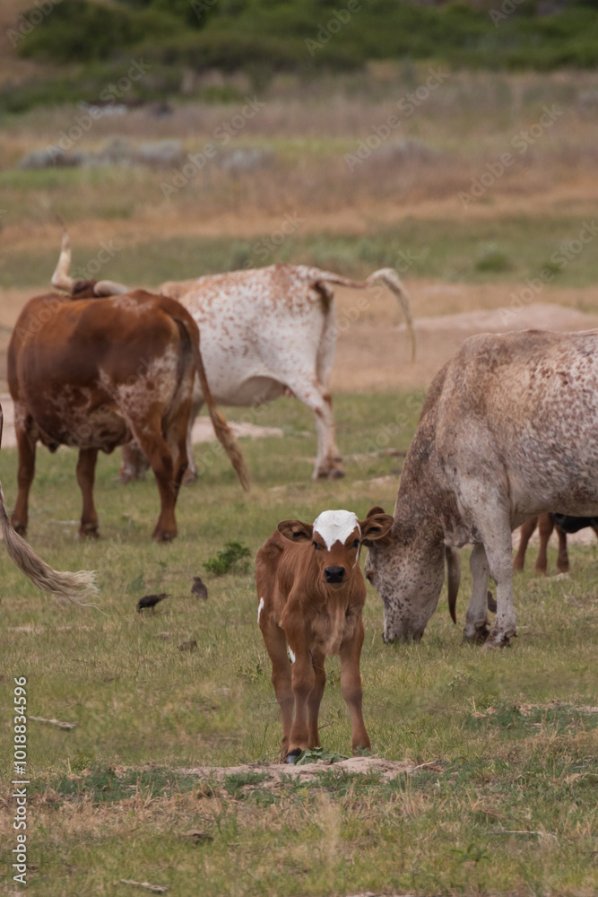 cows and calf in a field cows and calf in a field