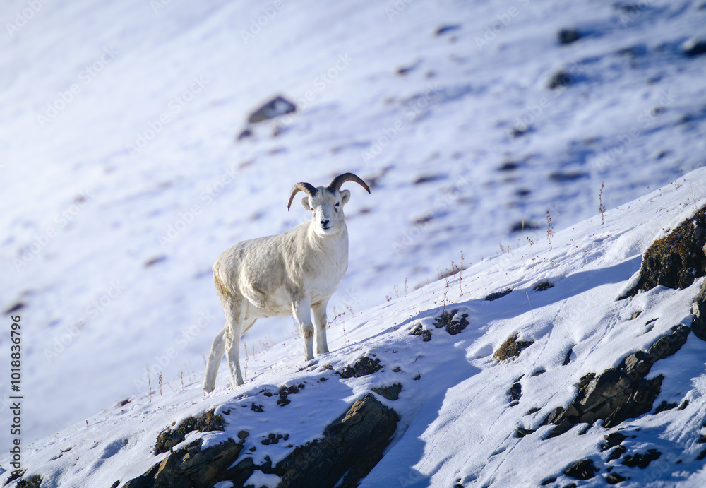 Fototapeta premium Young Ram