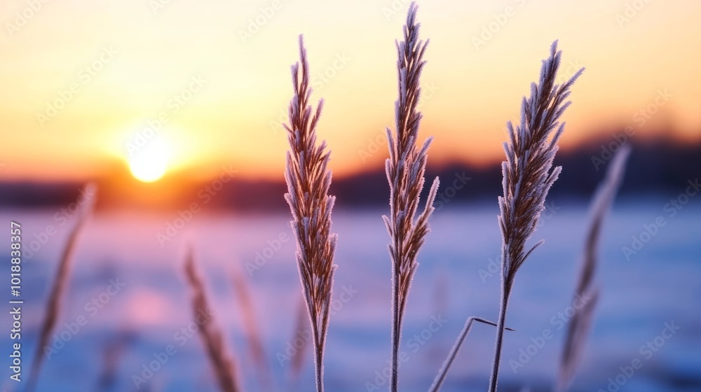 Φωτογραφία Delicate frost-covered grasses shimmer in the soft pink and orange glow of a Nov