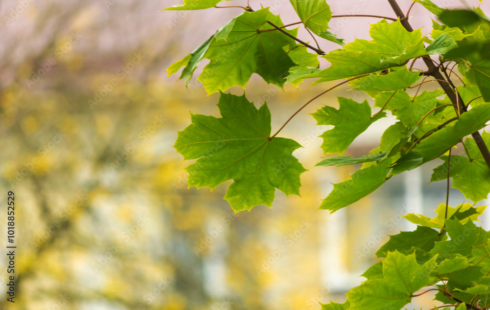 green leaves, shallow focus on bright autumn background green leaves, shallow focus on bright autumn background
