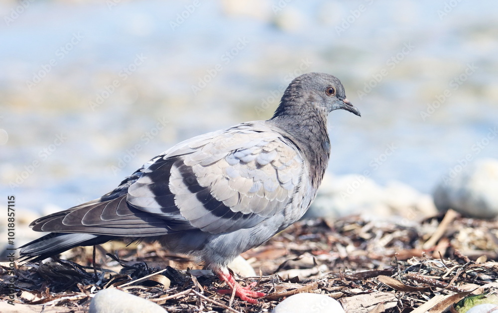 Close up pigeon on beach, birds of Montenegro Close up pigeon on beach, birds of Montenegro