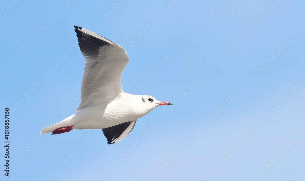 Common Black-headed Gull in flight, Larus ridibundus, birds of Montenegro Common Black-headed Gull in flight, Larus ridibundus, birds of Montenegro